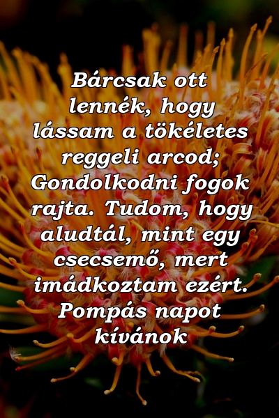 Bárcsak ott lennék, hogy lássam a tökéletes reggeli arcod; Gondolkodni fogok rajta. Tudom, hogy aludtál, mint egy csecsemő, mert imádkoztam ezért. Pompás napot kívánok